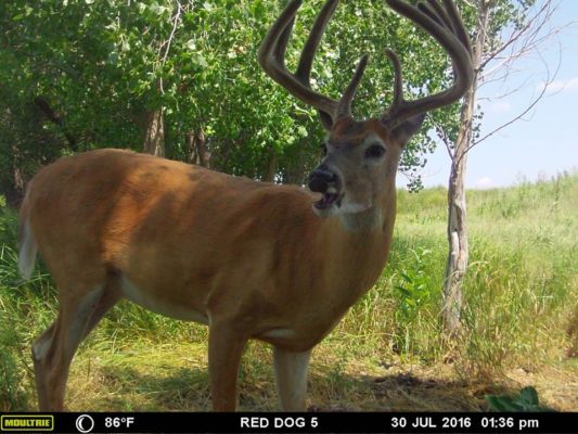 Kansas white tail hunts red dog outfitters